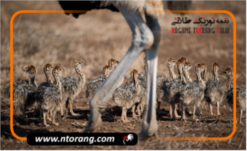 بهترین زمان خرید جوجه شترمرغ